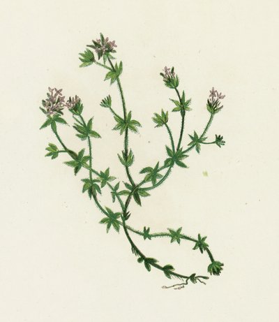 Gaillet des champs, Sherardia Arvensis - English School